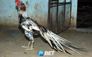 Gà Asil là gà gì và nguồn gốc của giống gà này